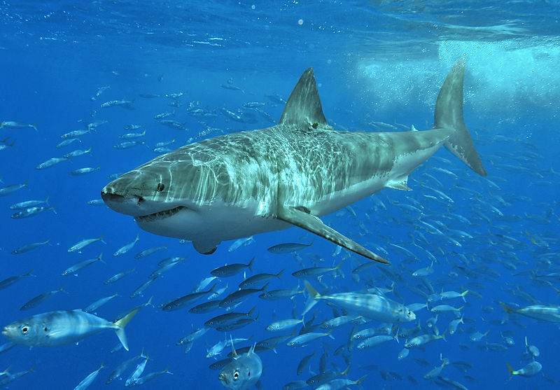 Great white shark at Isla Guadalupe, Mexico, August 2006. Photo by Terry Goss.